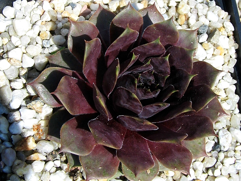 Blaukraut
