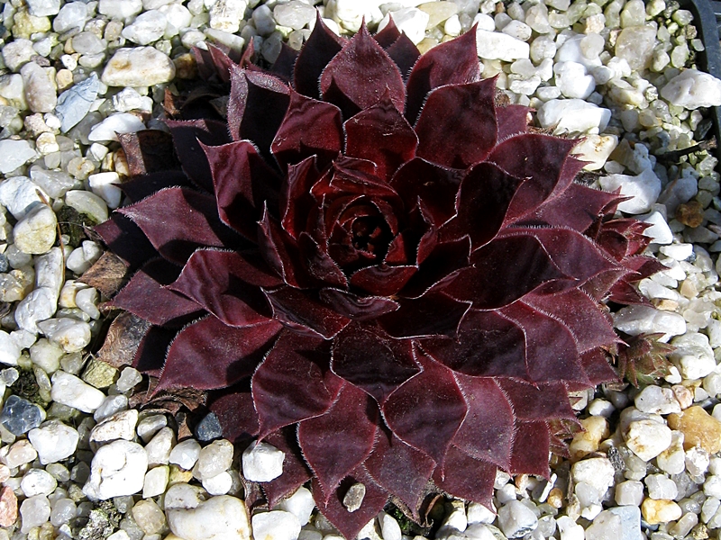 Blazen Jewel