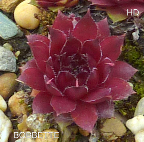 Bobbette