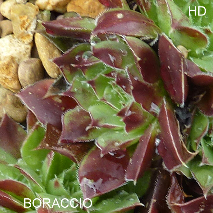 Boraccio / Jovi
