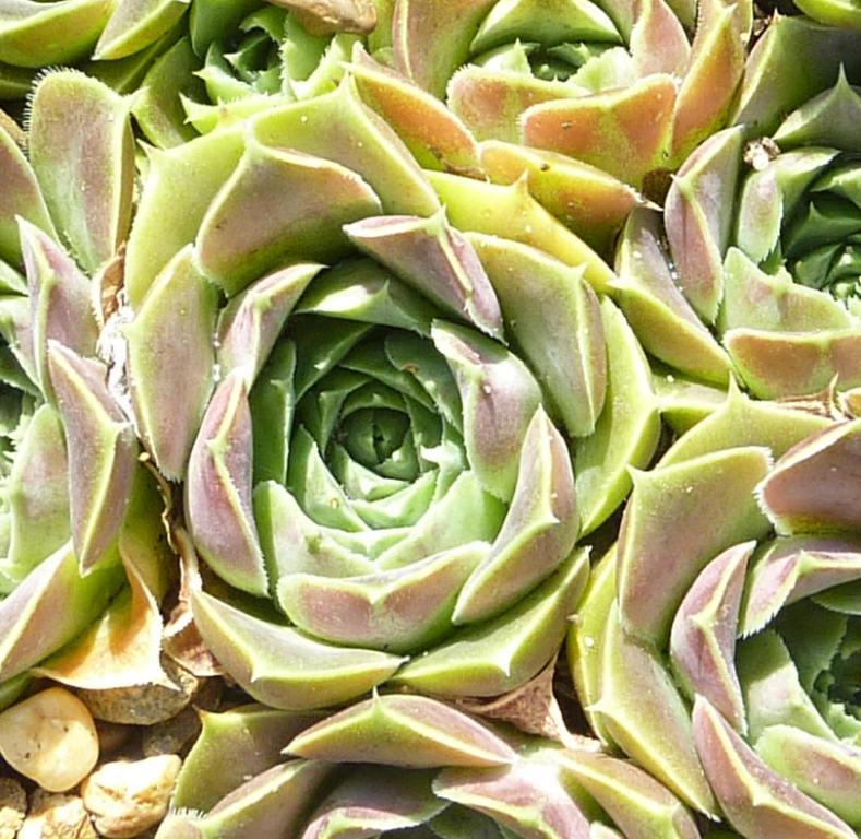 Bleu Bird / Jovi