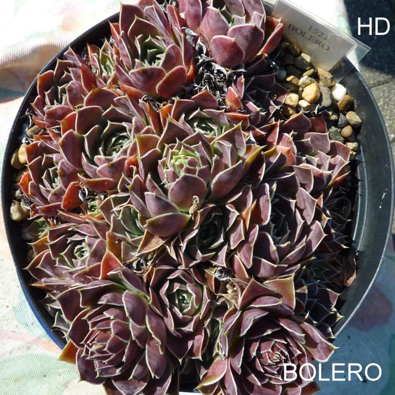 Bolero / Jovi