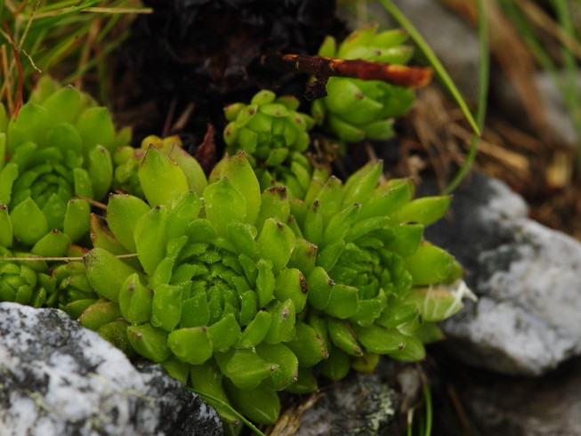 montanum ssp. carpathicum from Hlúpy vrch, Abhang