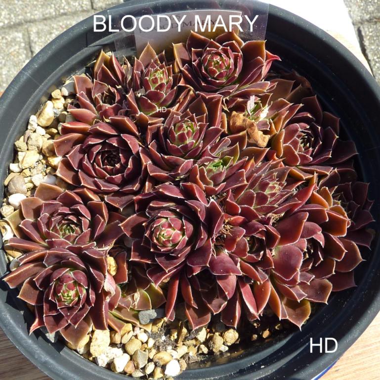 Bloody Mary / Jovi