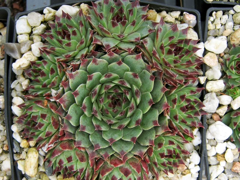 Bicolor