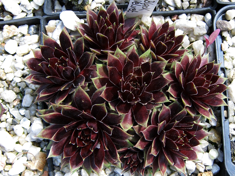 Black Velvet