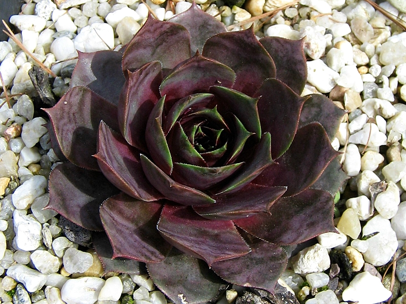 Blaukraut