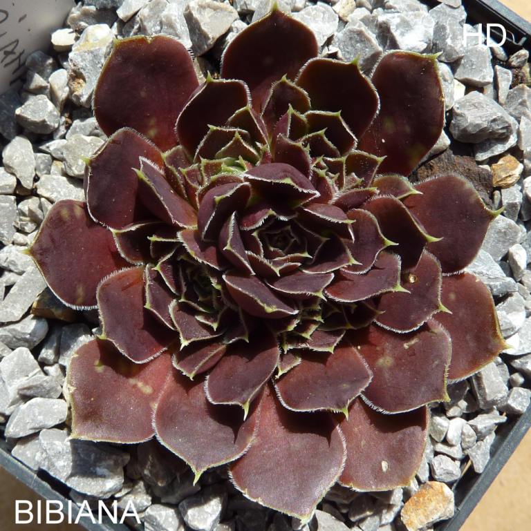 Bibiana / Jovi