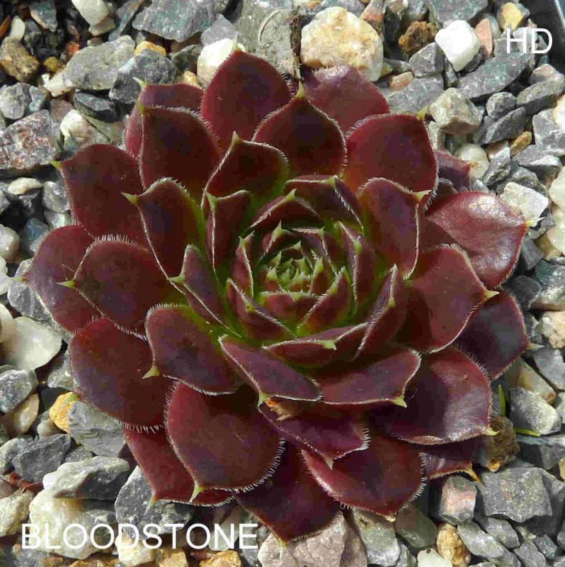 Bloodstone / Jovi