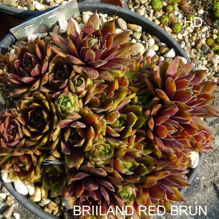 Brilland Red Brun