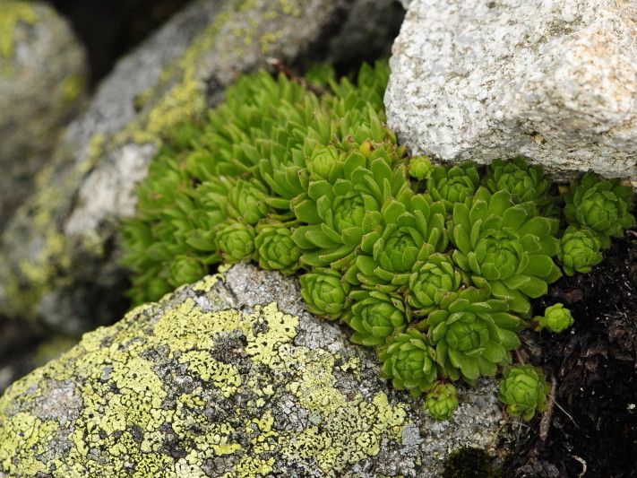 montanum ssp. carpathicum from Huncovská dolina, W
