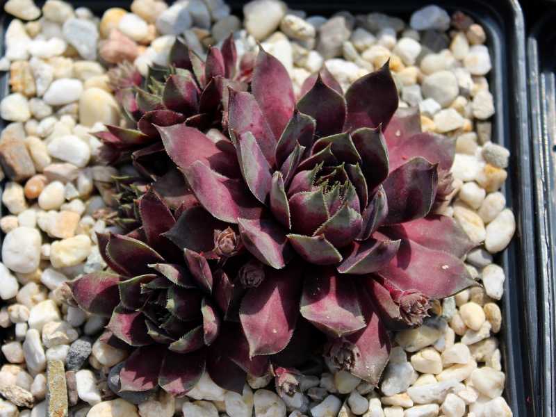 Blaues Blut