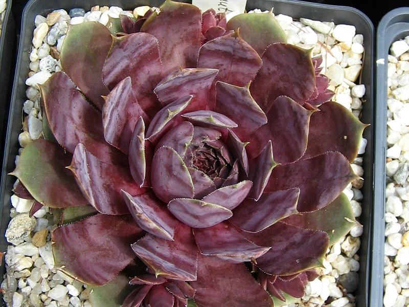 Blaukraut