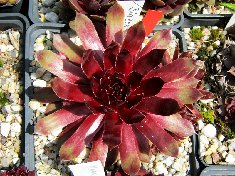 Blazen Jewel