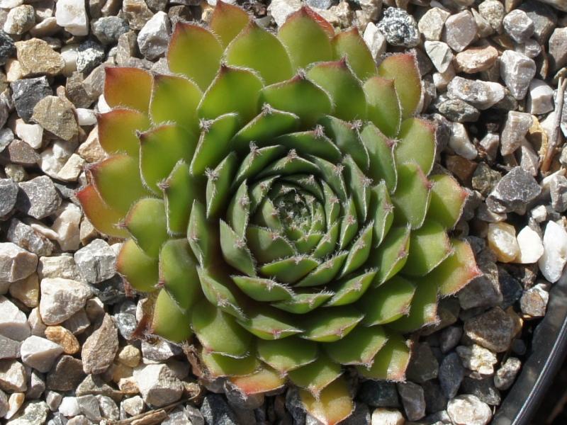 Bernia
