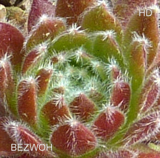 Bèzwoh