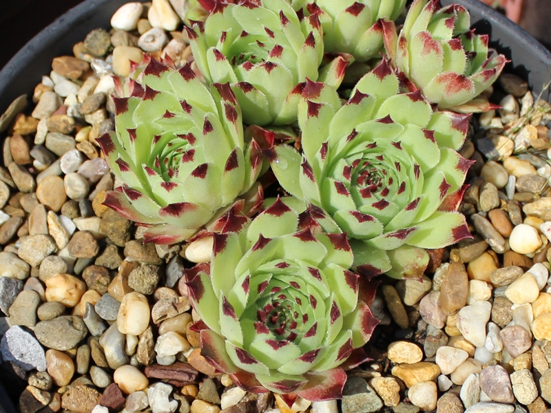 Bicolor