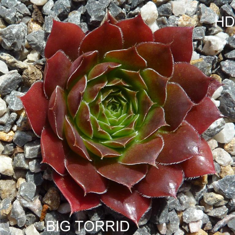 Big Torrid / Jovi