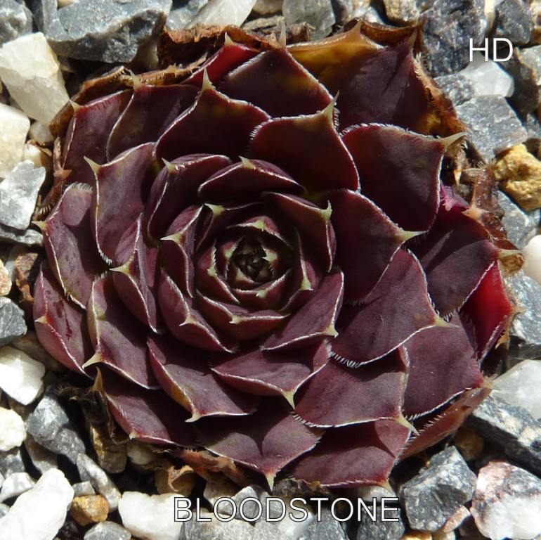 Bloodstone / Jovi