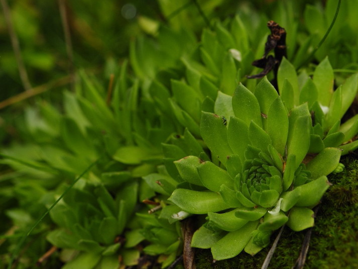 montanum ssp. carpathicum from Kozí hrebeň