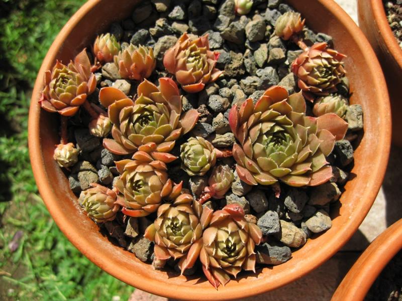 Bramira