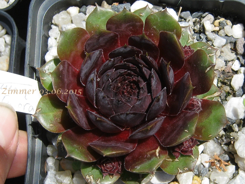 Black Emerald