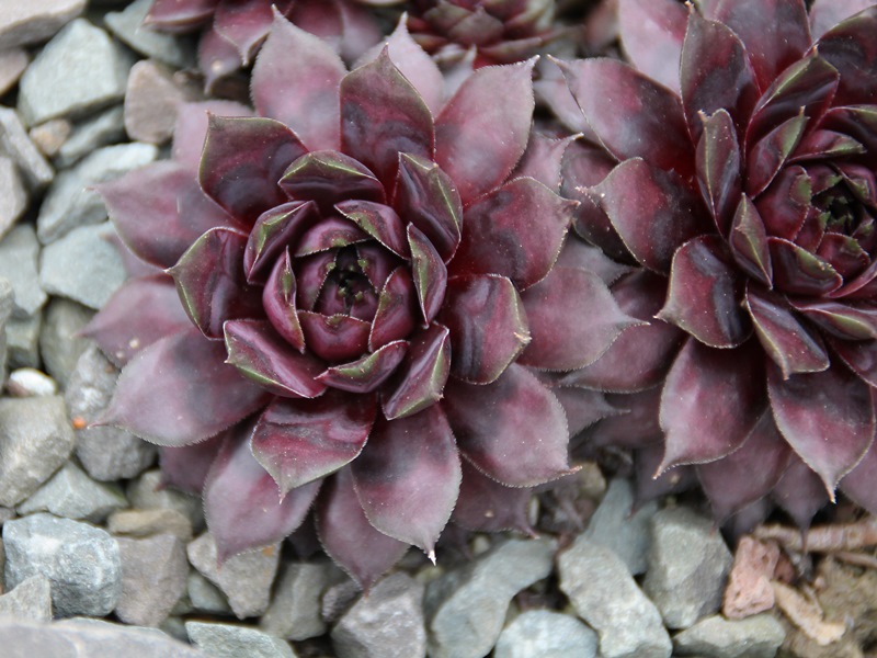 Blaues Blut