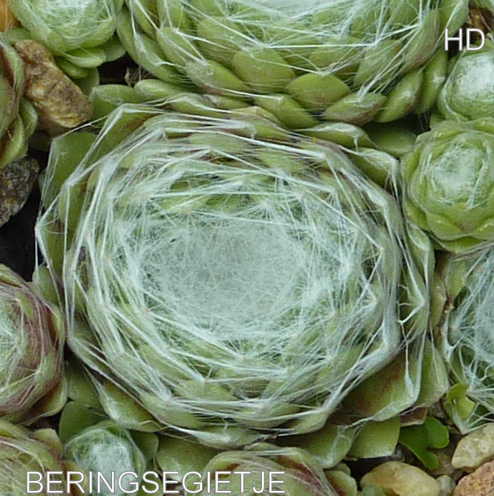 Beringsegietje