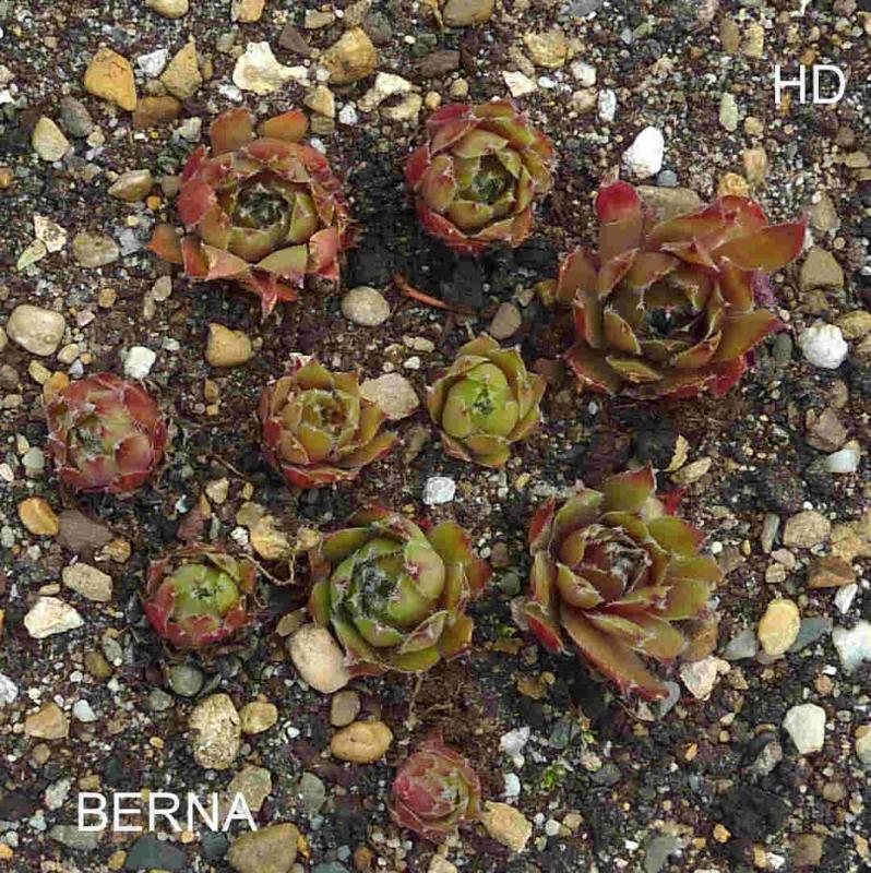 Berna