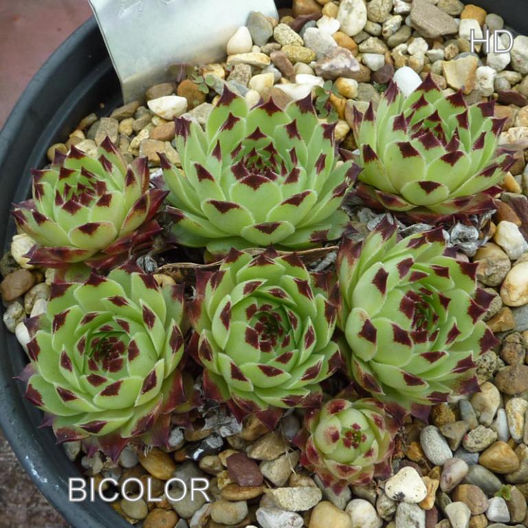 Bicolor