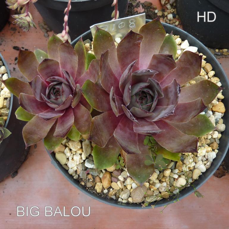 Big Balou
