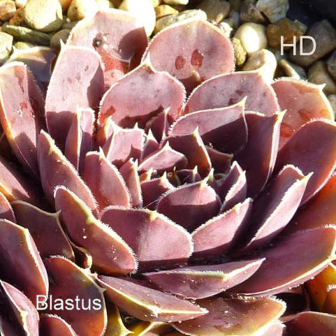 Blastus / Jovi