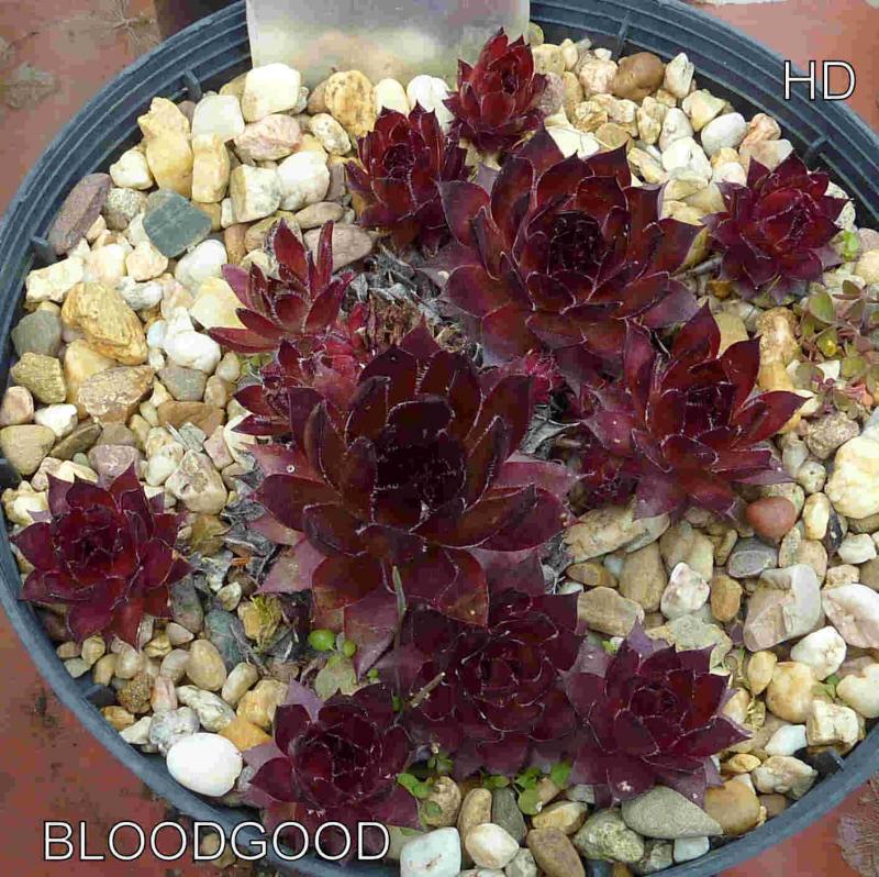Bloodgood