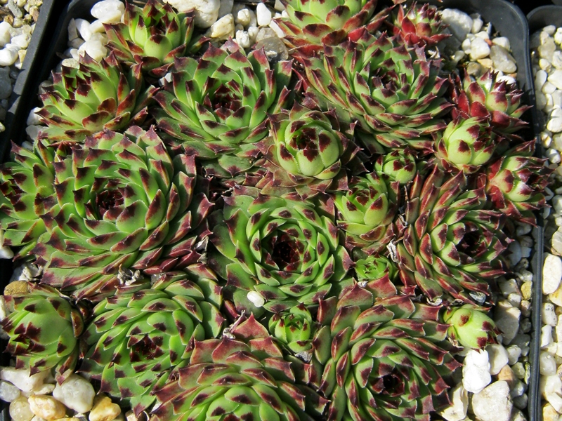 Bicolor