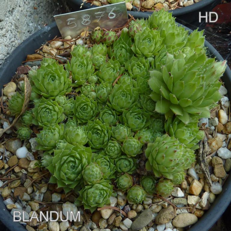 Blandum