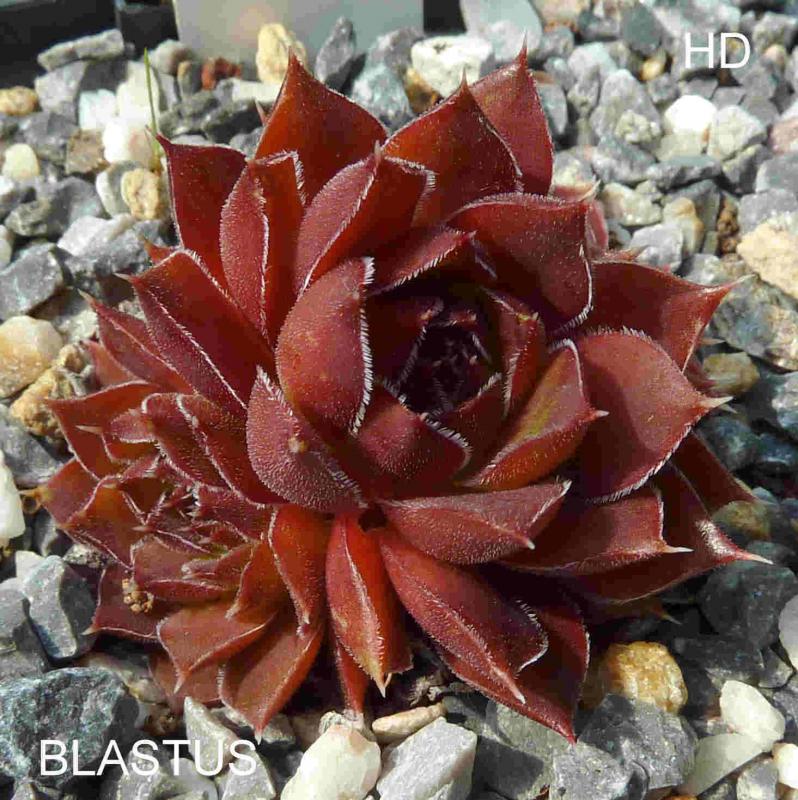 Blastus / Jovi