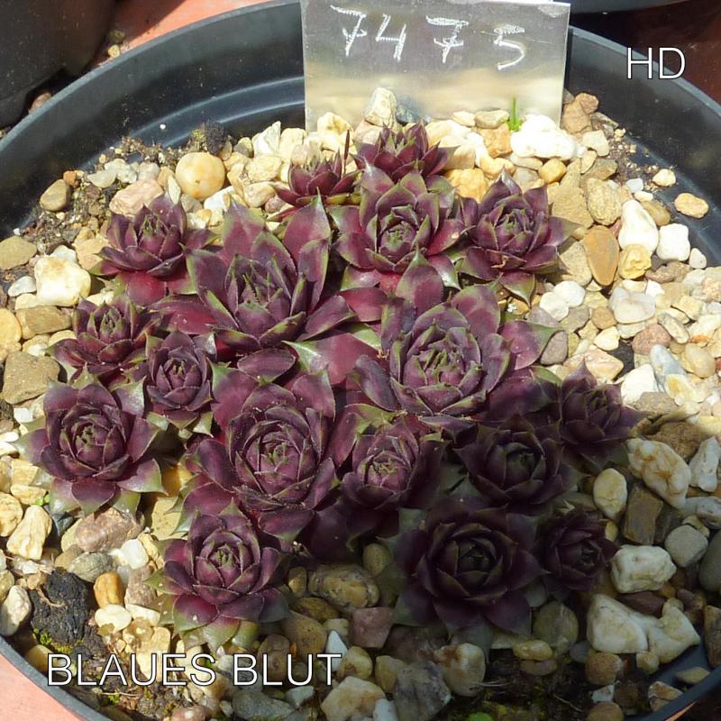 Blaues Blut