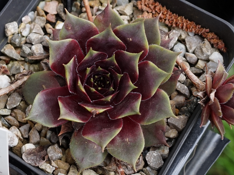Blaukraut