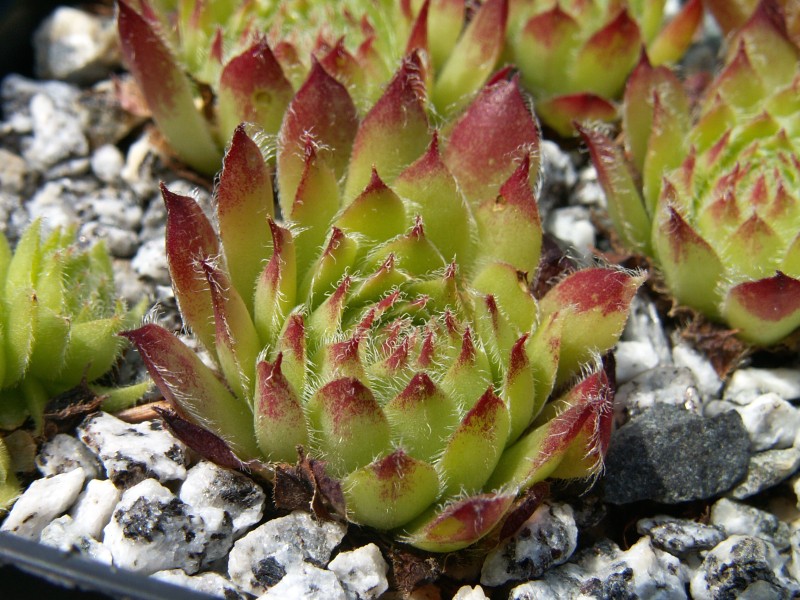 Bicolor ( III )