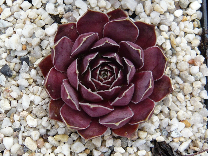 Mont Violet / Jovi