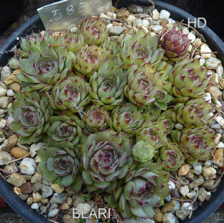 Blari