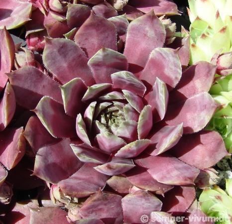 Blaues Blut