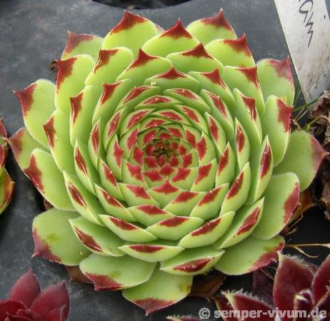 Bicolor