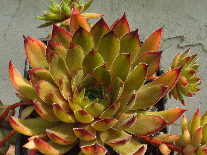 Bernardina