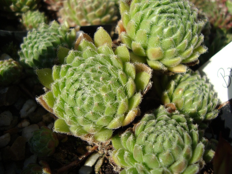 Bibi