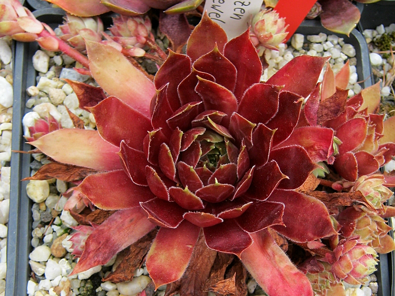 Blazen Jewel