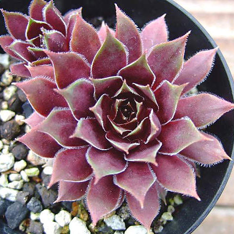 Black Prince