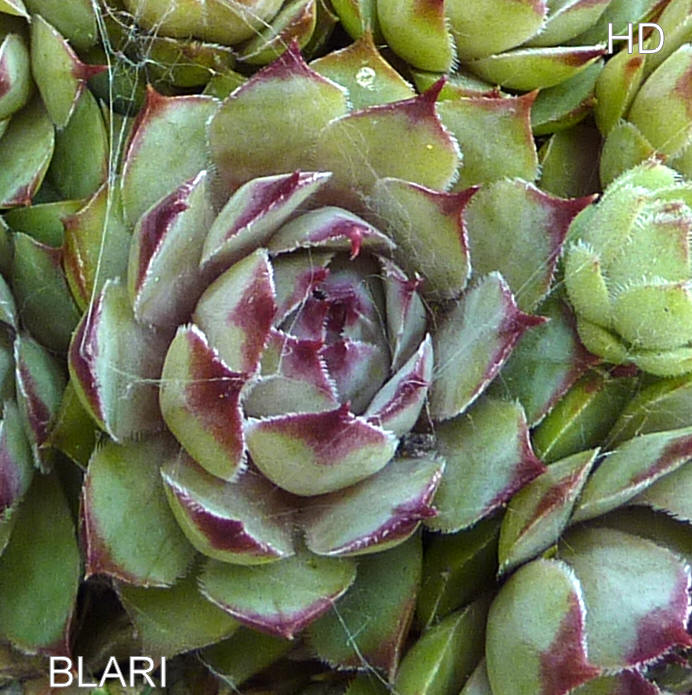 Blari