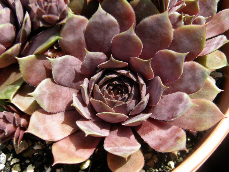 Blaukraut