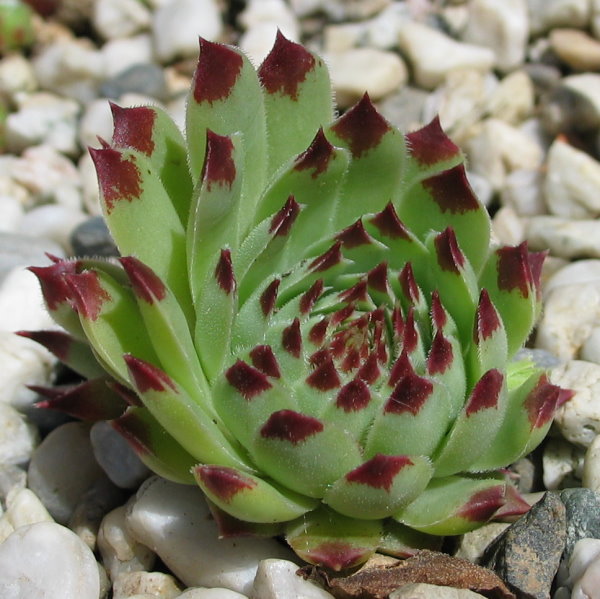 Bicolor